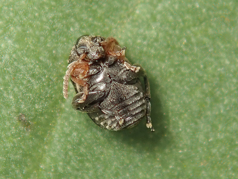 Chrysomelidae Bruchinae: Bruchus luteicornis (cfr.)